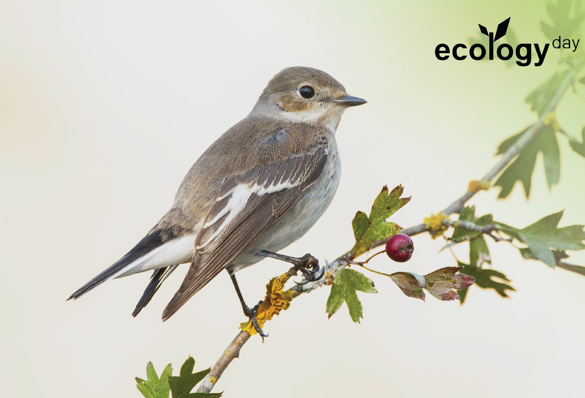 Sul Informação - Lagoa celebra ecologia com oficina e caminhada de observação de aves