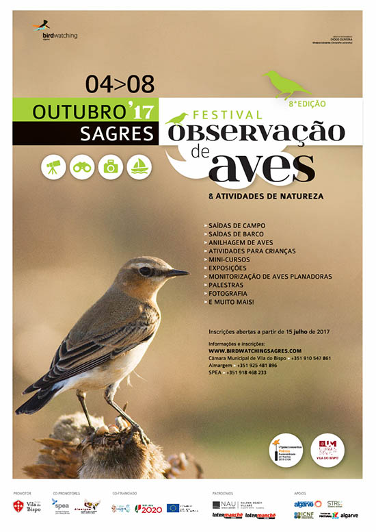Sul Informação - Chasco-cinzento é destaque no cartaz do Festival de Observação de Aves de Sagres