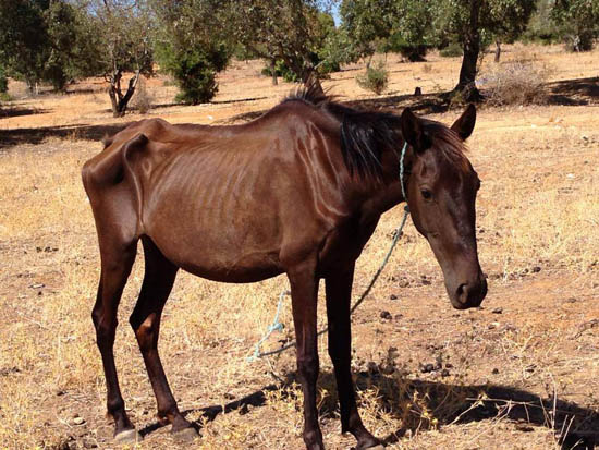 Sul Informação - Há cavalos a morrer de fome às portas da cidade de Lagoa