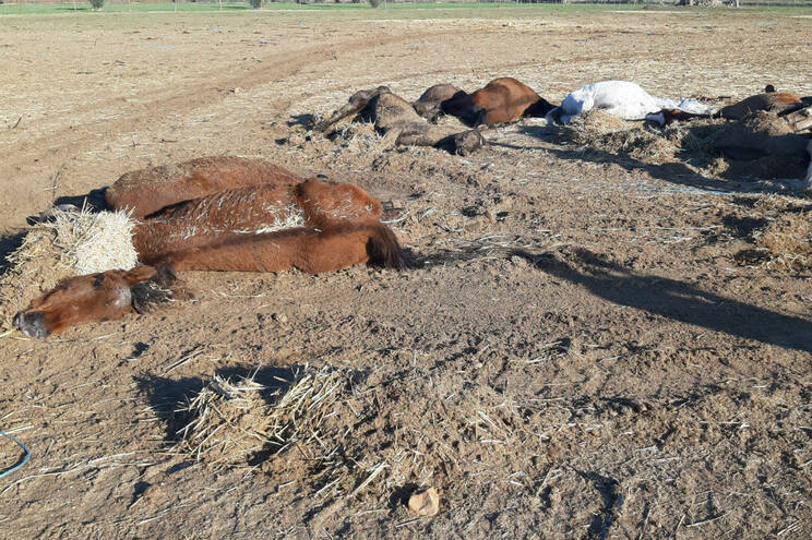 Sul Informação - Cavalos que morreram por falta de alimento já foram enterrados