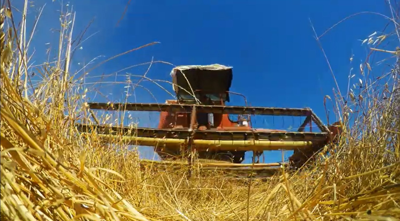 Sul Informação - Ceifa de aveia no Baixo Alentejo avança mas mantendo a salvaguarda das aves estepárias