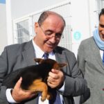 Sul Informação - Cães e gatos de Faro vão ter «melhor qualidade de vida»