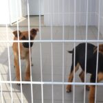 Sul Informação - Cães e gatos de Faro vão ter «melhor qualidade de vida»