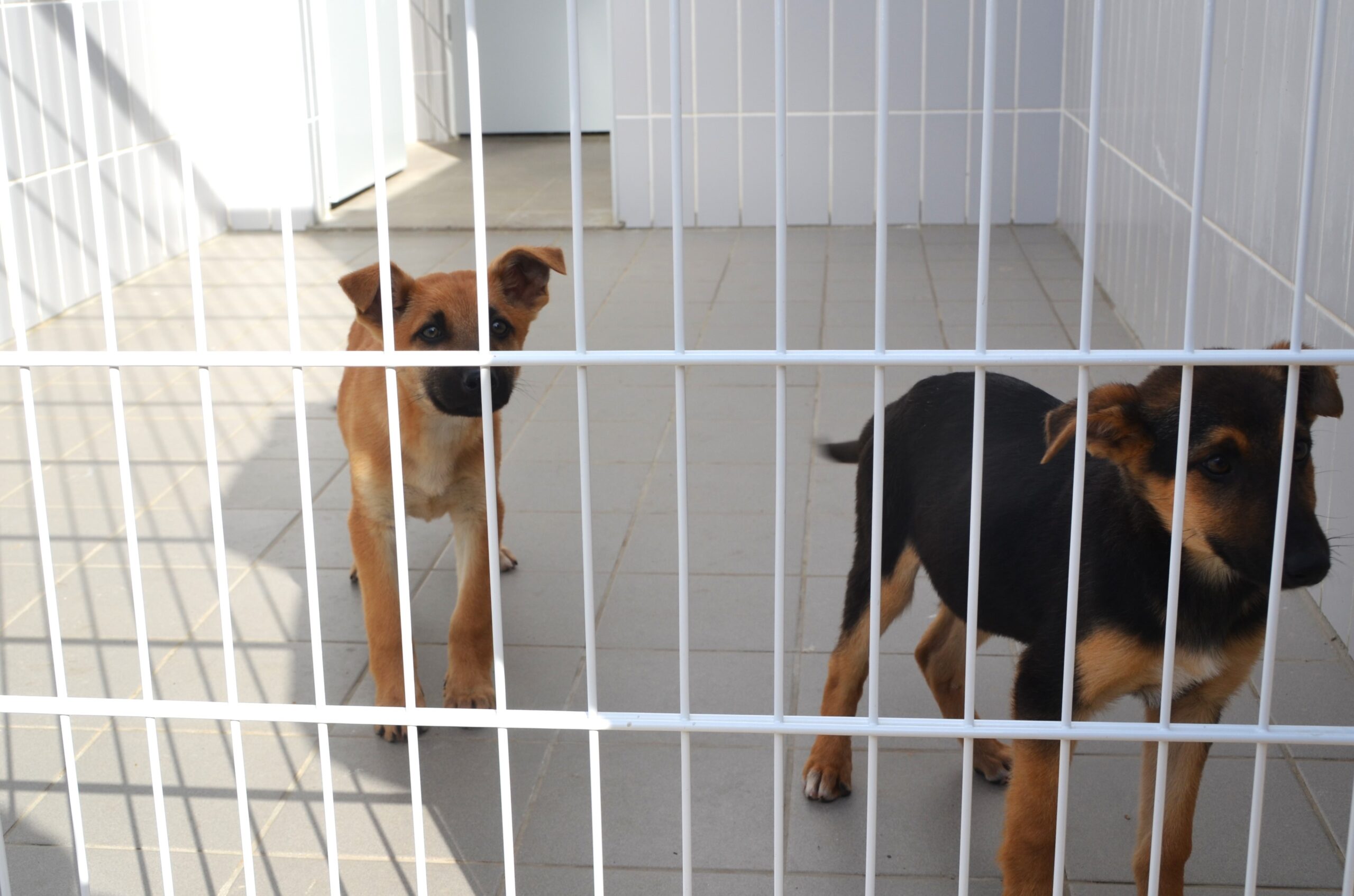 Sul Informação - Cães e gatos de Faro vão ter «melhor qualidade de vida»