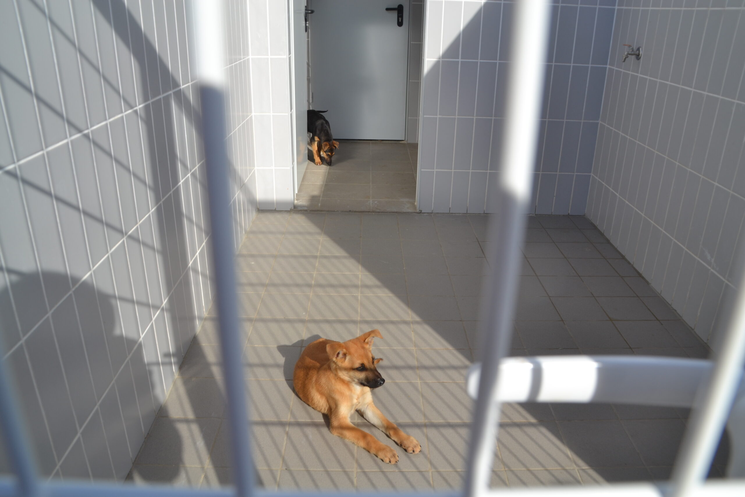 Sul Informação - Centro de Recolha Oficial de Animais de Faro já recebeu 1000 animais