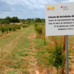 Sul Informação - DRAPAlg garante que estrada não afetará fruteiras do Centro Agrário de Tavira