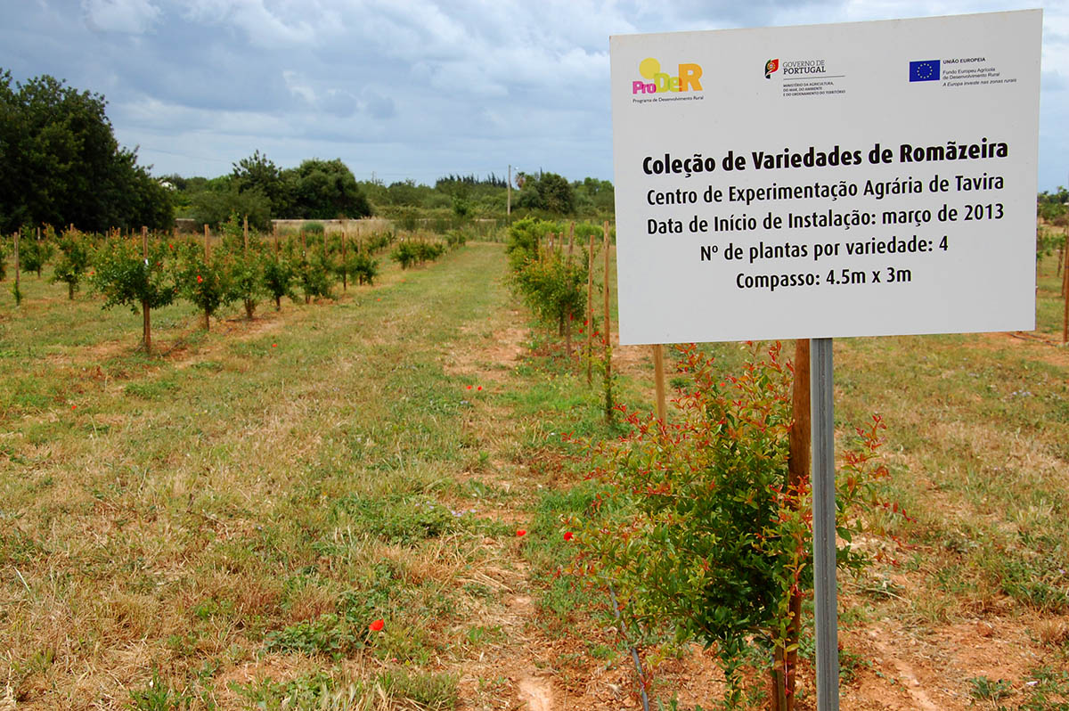 Sul Informação - DRAPAlg garante que estrada não afetará fruteiras do Centro Agrário de Tavira