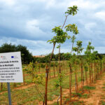 Sul Informação - DRAPAlg garante que estrada não afetará fruteiras do Centro Agrário de Tavira