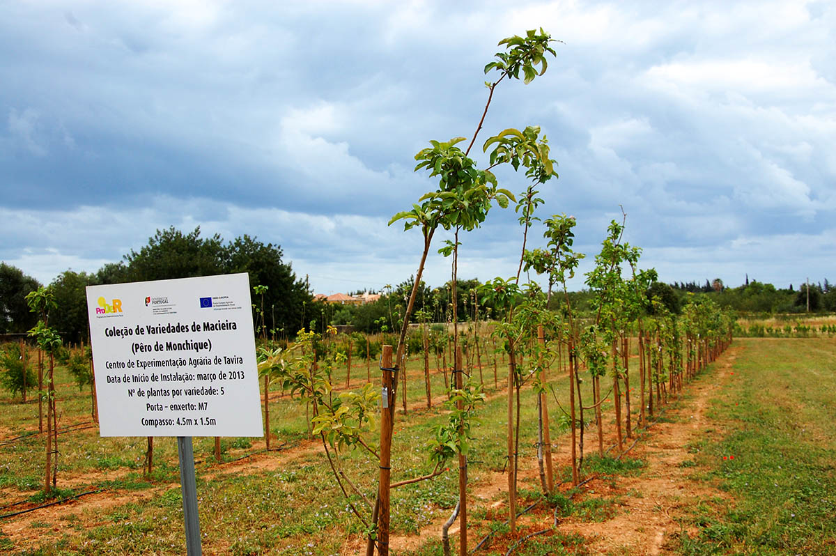 Sul Informação - DRAPAlg garante que estrada não afetará fruteiras do Centro Agrário de Tavira