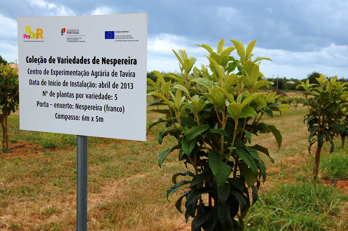 Sul Informação - DRAPAlg garante que estrada não afetará fruteiras do Centro Agrário de Tavira