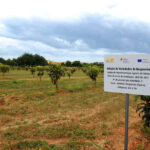 Sul Informação - DRAPAlg garante que estrada não afetará fruteiras do Centro Agrário de Tavira