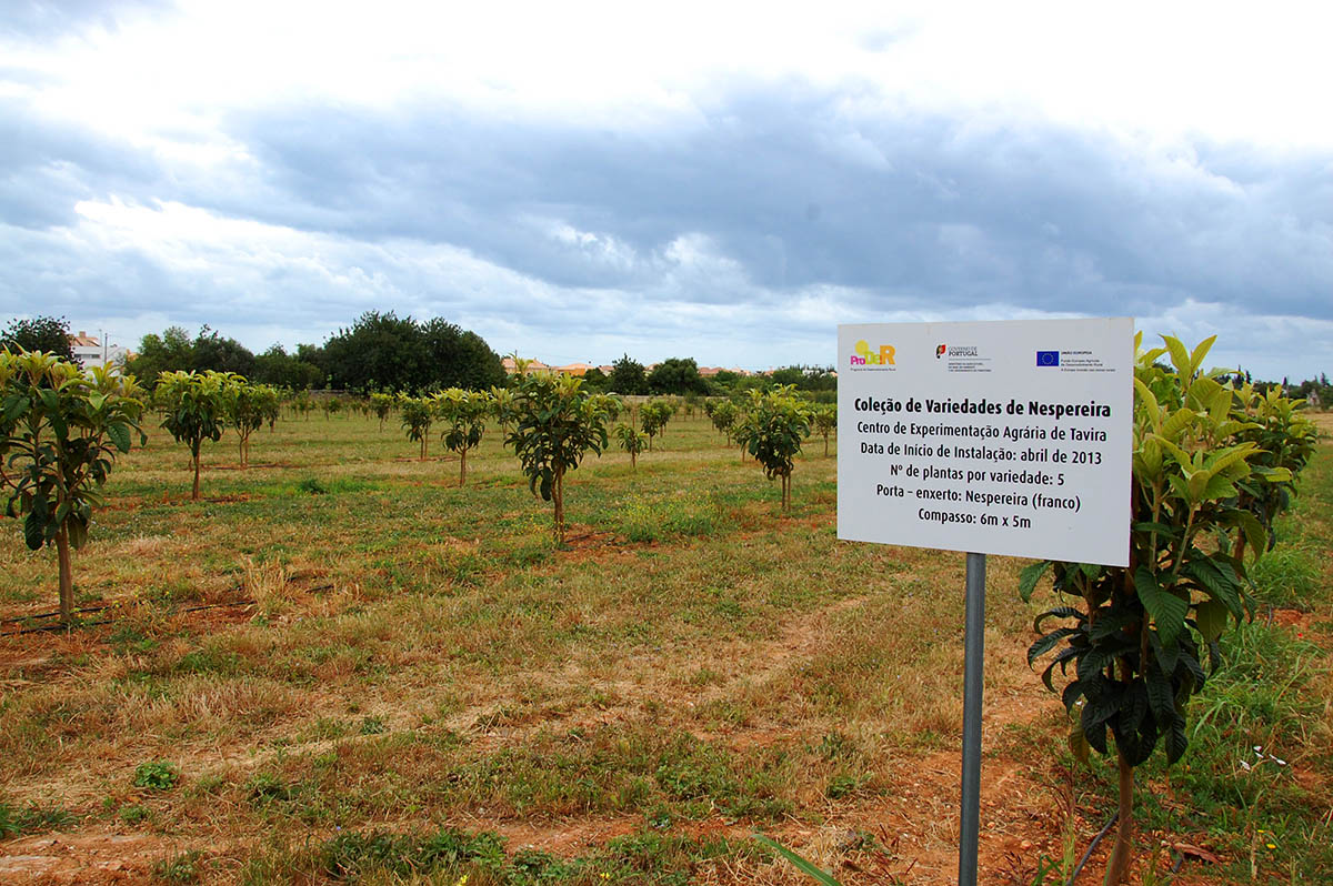 Sul Informação - DRAPAlg garante que estrada não afetará fruteiras do Centro Agrário de Tavira