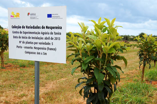 Sul Informação - Coleção de Fruteiras de Tavira é tesouro da biodiversidade da agricultura algarvia