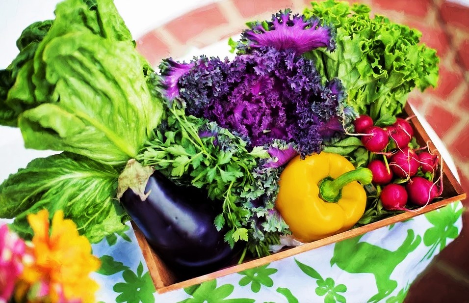 Sul Informação - Faro promove seminário sobre comida vegetariana