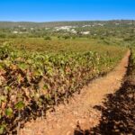 Sul Informação - Jornalistas especialistas em vinho visitaram produtores algarvios