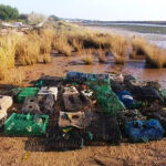 Sul Informação - Vigilantes da Natureza do ICNF apreendem covos com caranguejo-verde na Ria Formosa