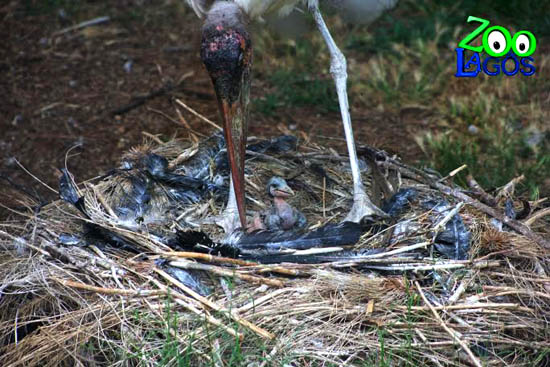 Sul Informação - Três crias de marabu nascem no Zoo de Lagos