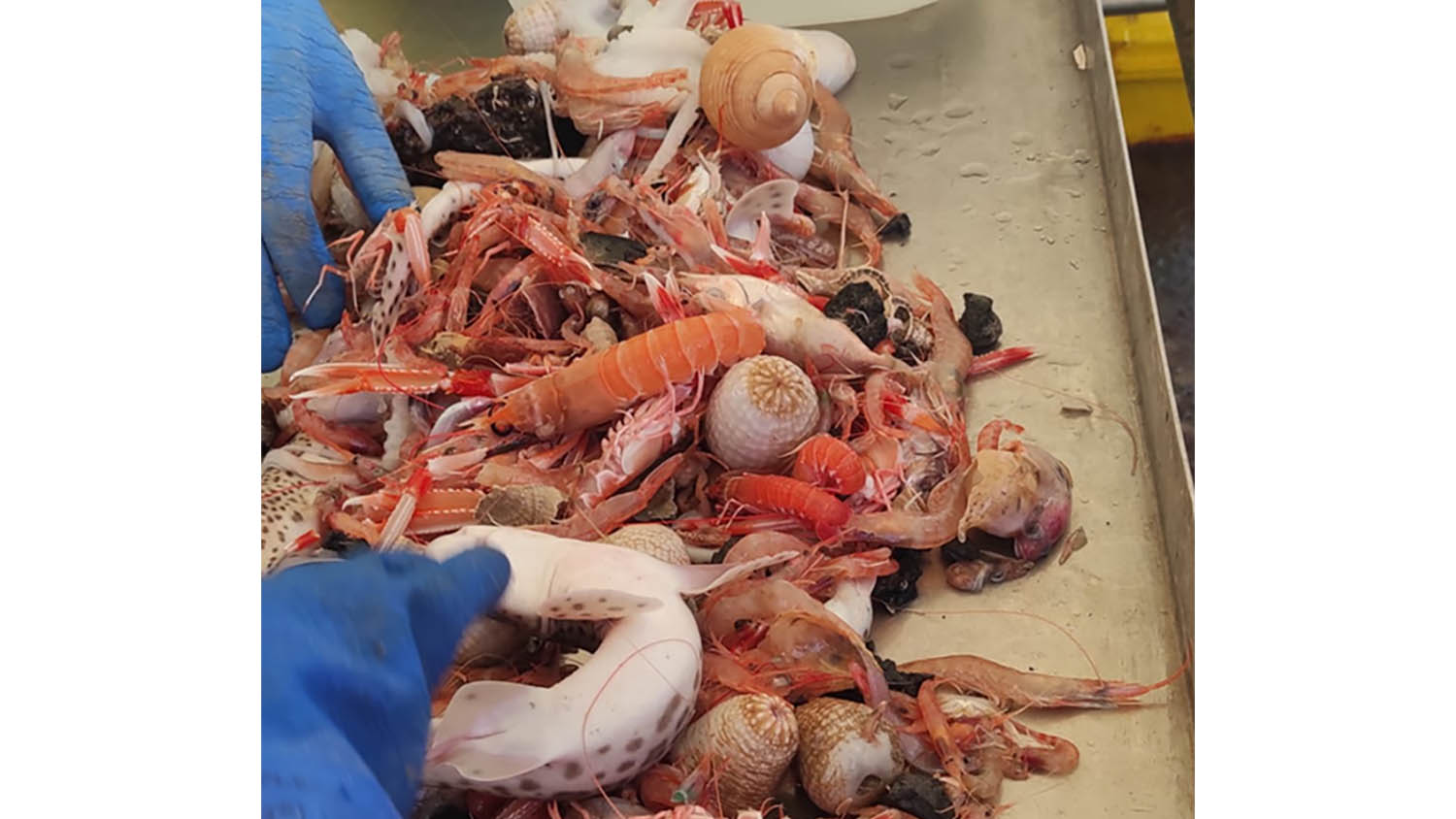 Sul Informação - Campanha de investigação sobre Crustáceos decorre ao largo do Algarve e do Alentejo
