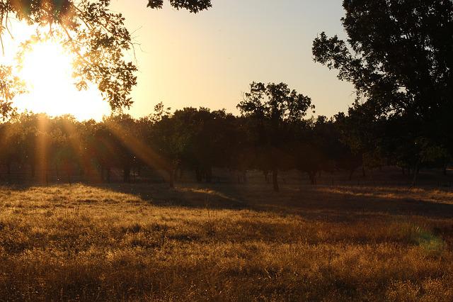 Sul Informação - ADPM lança programa contra desertificação da área natural do Vale do Guadiana