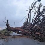 Sul Informação - Tornado arrancou árvores e destruiu telhados e automóveis em Altura [com fotos]