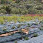 Sul Informação - No meio da serra, empresa «Dias de Aromas» promove «um turismo de charme»