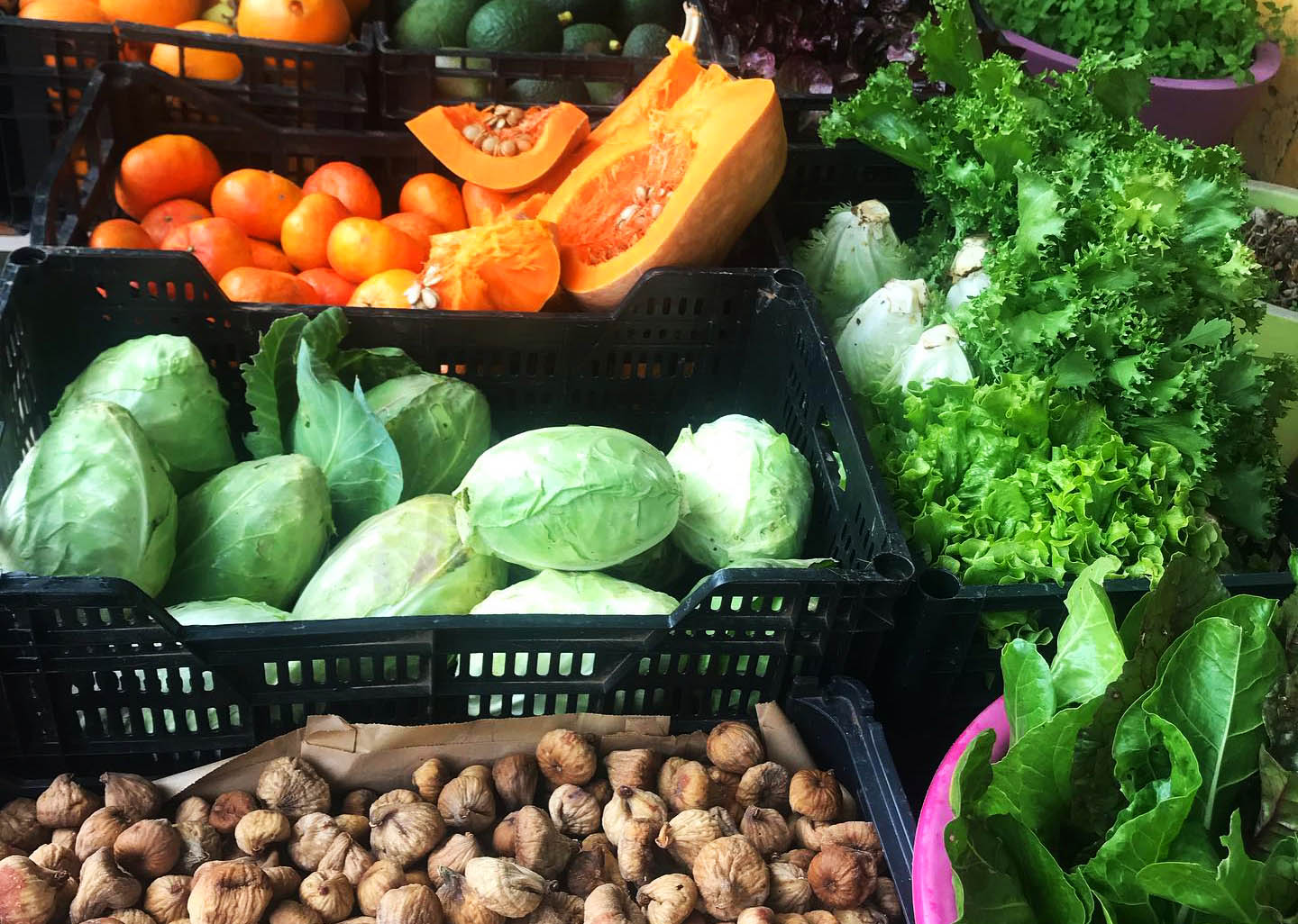 Sul Informação - Projetos “Agro+eficiente” adaptados às alterações climáticas apresentados no Patacão