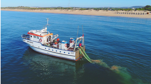 Sul Informação - IPMA está a monitorizar bancos de bivalves
