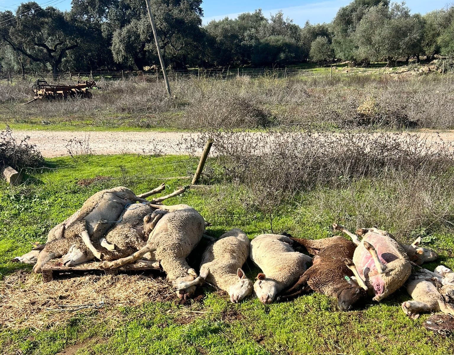 Sul Informação - Produtores pecuários protestam em Santiago do Cacém e pedem apoios contra língua azul