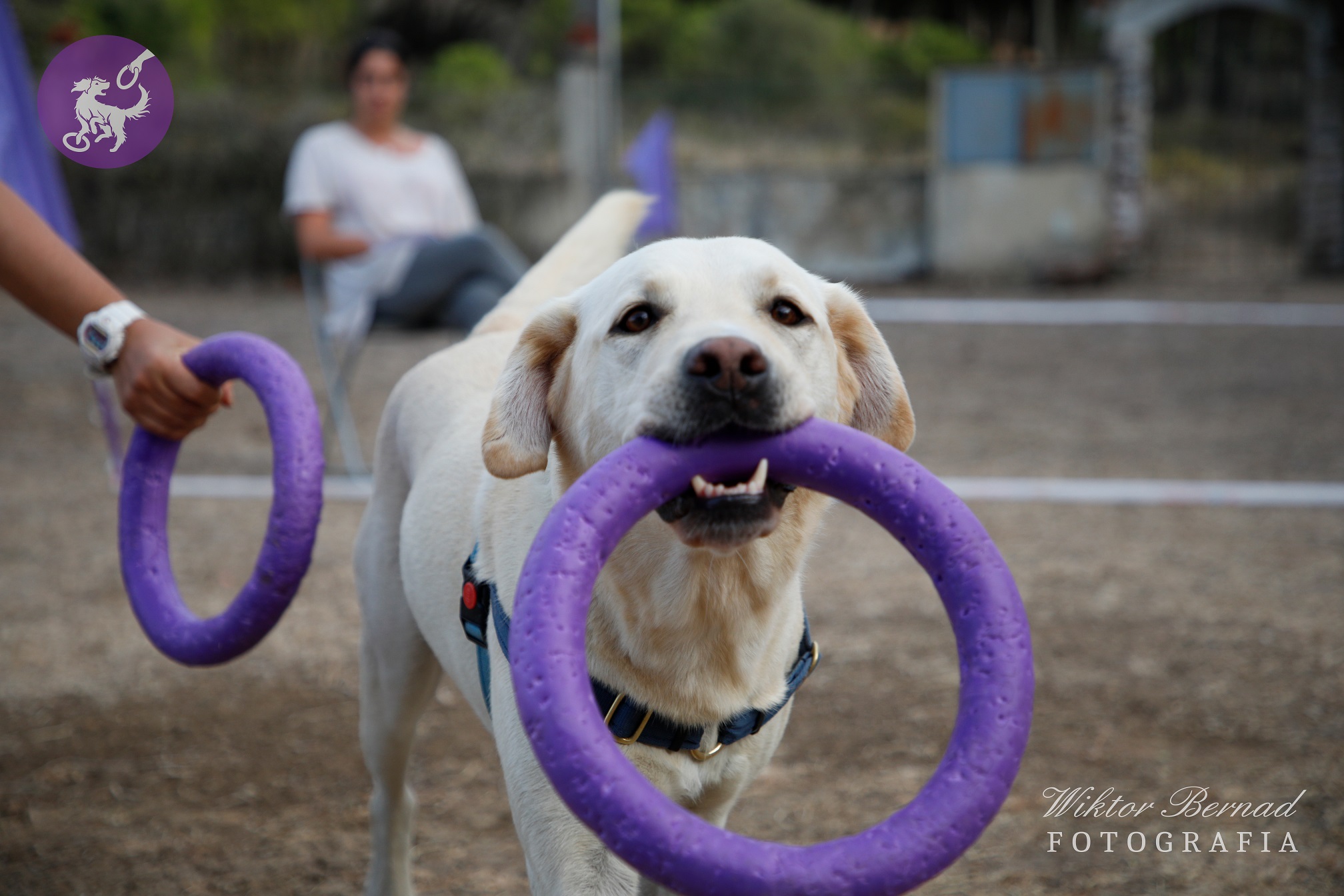Sul Informação - Algarve organiza a sua primeira competição de Dog Puller