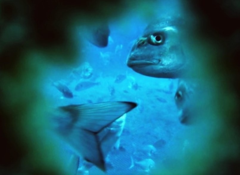 Sul Informação - Estudo do CCMar demonstra que douradas podem viver mais felizes em aquacultura