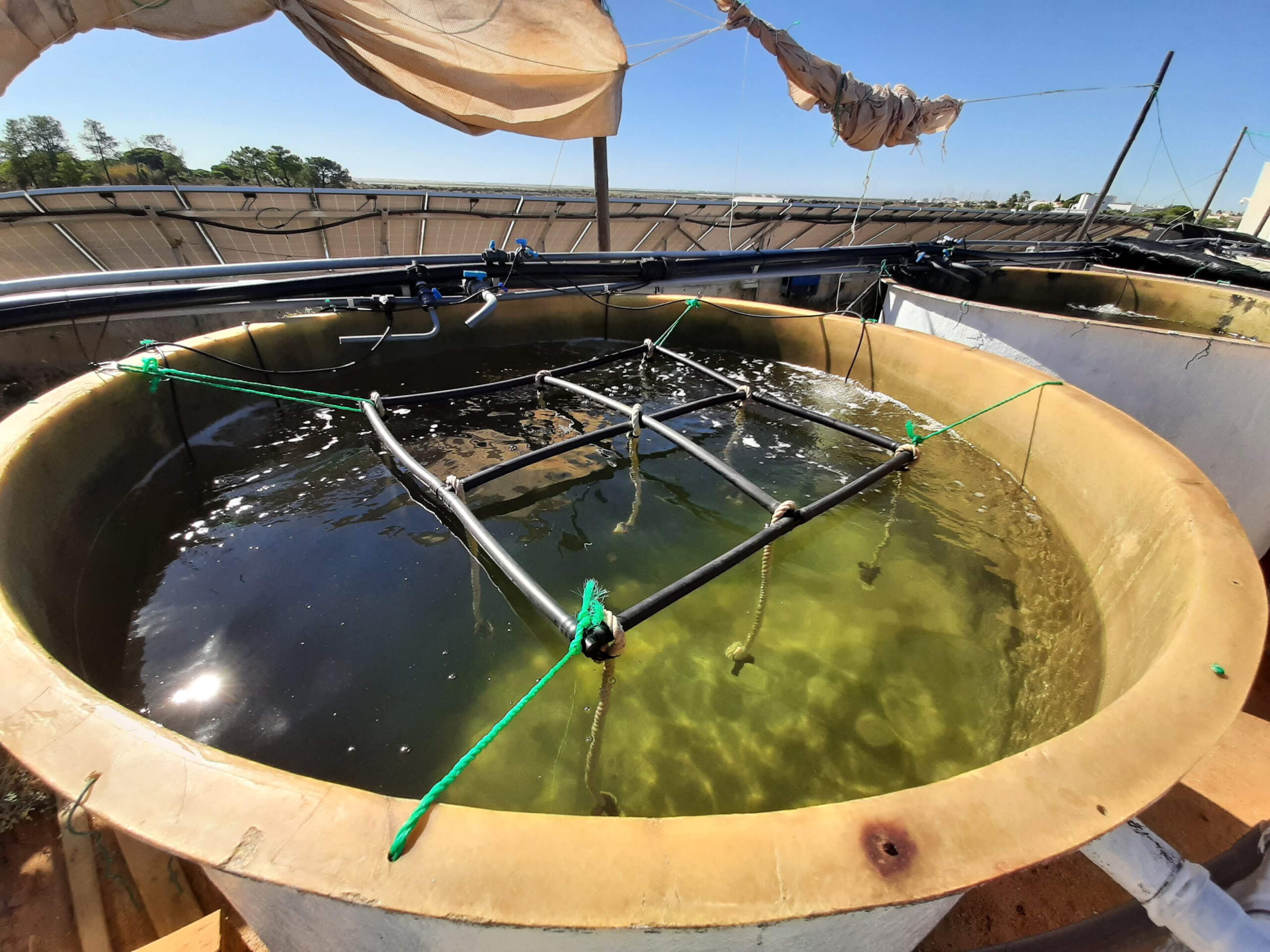 Sul Informação - Investigadores descobrem que inovações nos tanques de cultivo de dourada melhoram produção e bem-estar