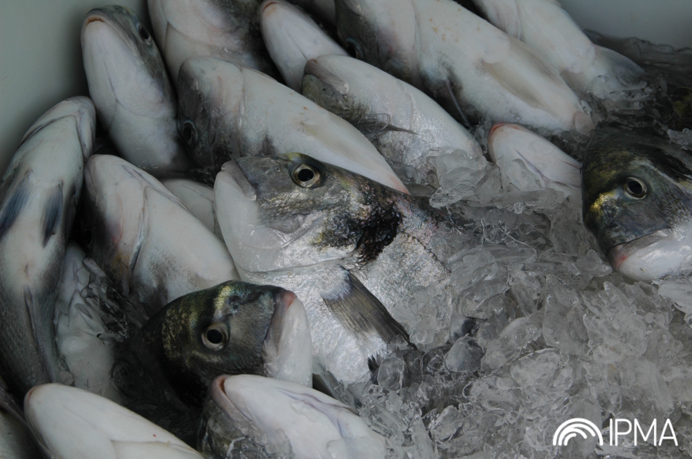 Sul Informação - Estação Piloto de Piscicultura em Olhão doa pescado às IPSS