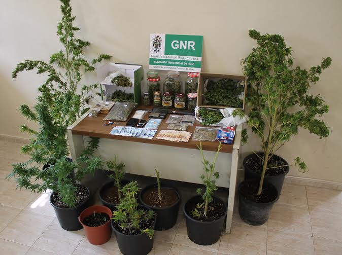 Sul Informação - GNR de Silves detém traficante que tinha plantação de canábis em Vale Fuzeiros