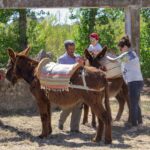 Sul Informação - Ecofest está a pôr todos a desfrutar do Parque Natural da Ria Formosa