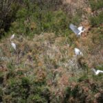 Sul Informação - Ecofest está a pôr todos a desfrutar do Parque Natural da Ria Formosa