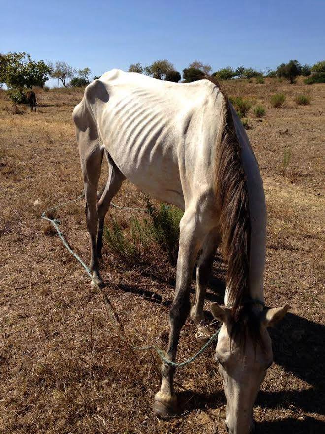 Sul Informação - Cavalos à fome e sede voltam a chocar em Lagoa