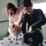 Sul Informação - Técnica de Emmett aplicada aos animais chega ao Algarve