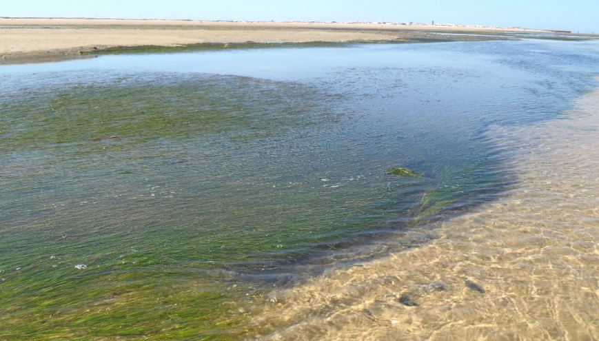 Sul Informação - Ervas marinhas vão beneficiar com as alterações climáticas