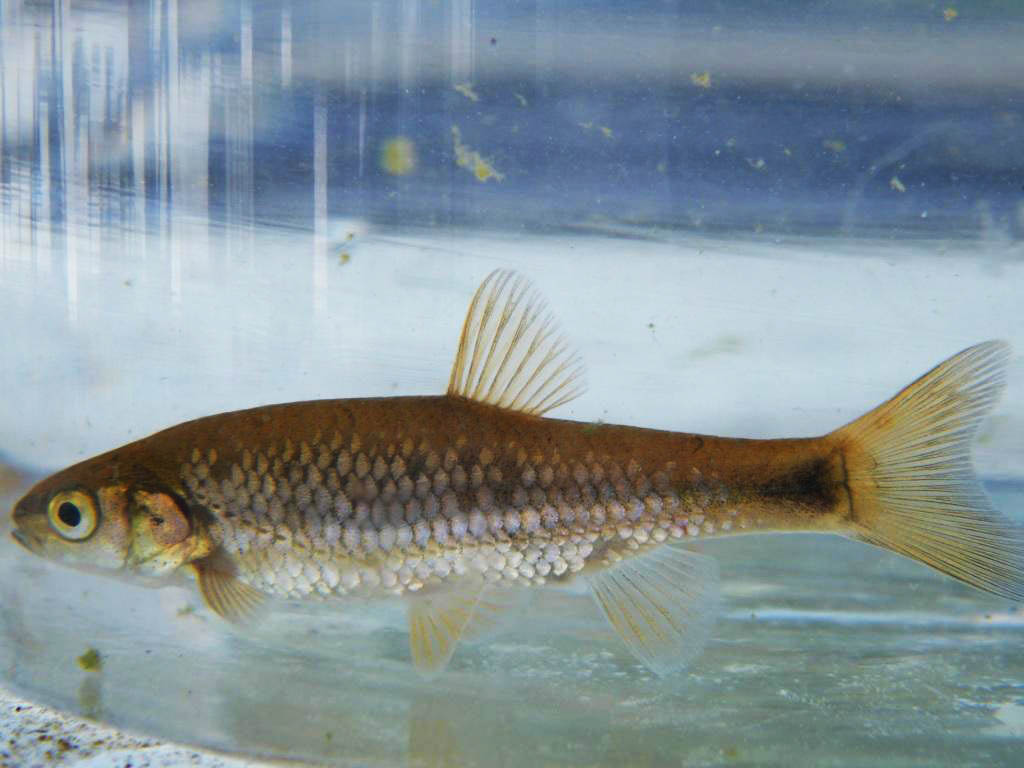 Sul Informação - Odemira: Mil peixes em perigo de extinção libertados na ribeira do Torgal