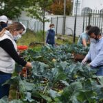 Sul Informação - Escola EB 2,3 Santo António e UAlg colhem legumes para pessoas carenciadas