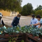 Sul Informação - Escola EB 2,3 Santo António e UAlg colhem legumes para pessoas carenciadas