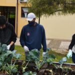 Sul Informação - Escola EB 2,3 Santo António e UAlg colhem legumes para pessoas carenciadas