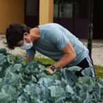 Sul Informação - Escola EB 2,3 Santo António e UAlg colhem legumes para pessoas carenciadas