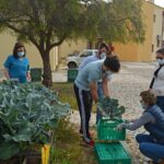 Sul Informação - Escola EB 2,3 Santo António e UAlg colhem legumes para pessoas carenciadas