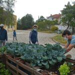 Sul Informação - Escola EB 2,3 Santo António e UAlg colhem legumes para pessoas carenciadas