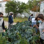 Sul Informação - Escola EB 2,3 Santo António e UAlg colhem legumes para pessoas carenciadas