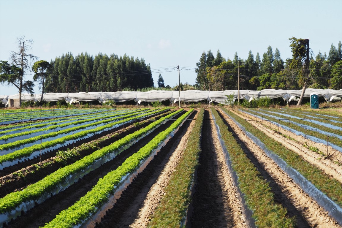 Sul Informação - Movimento de cidadãos lança petição para exigir menos agricultura intensiva no Sudoeste