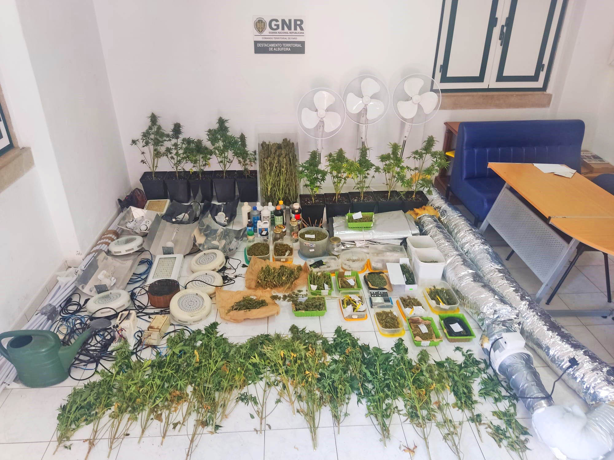 Sul Informação - GNR apanha quatro estufas de produção de canábis e traficante em Albufeira