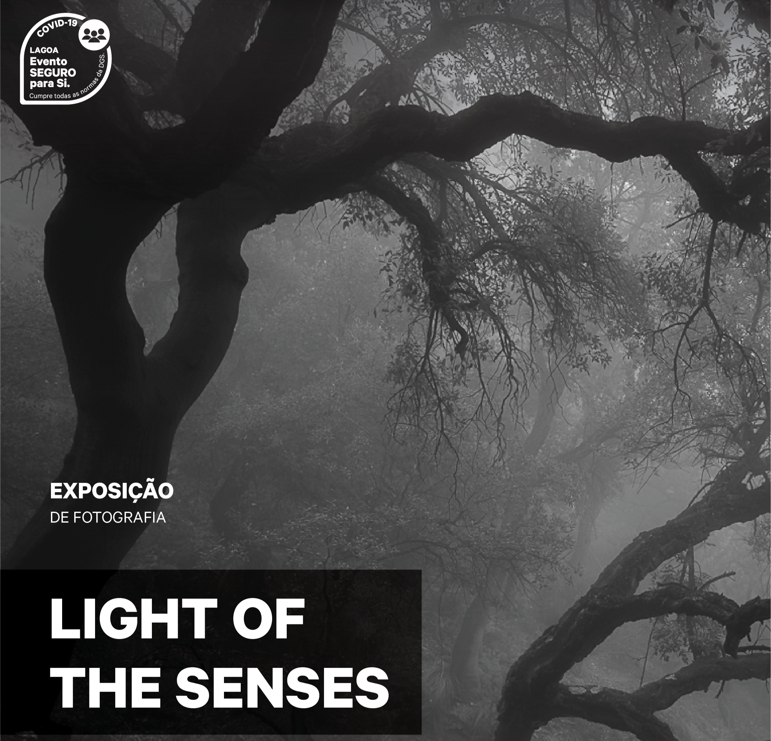 Sul Informação - Ralph Torgardh expõe “Light of the senses” em Lagoa