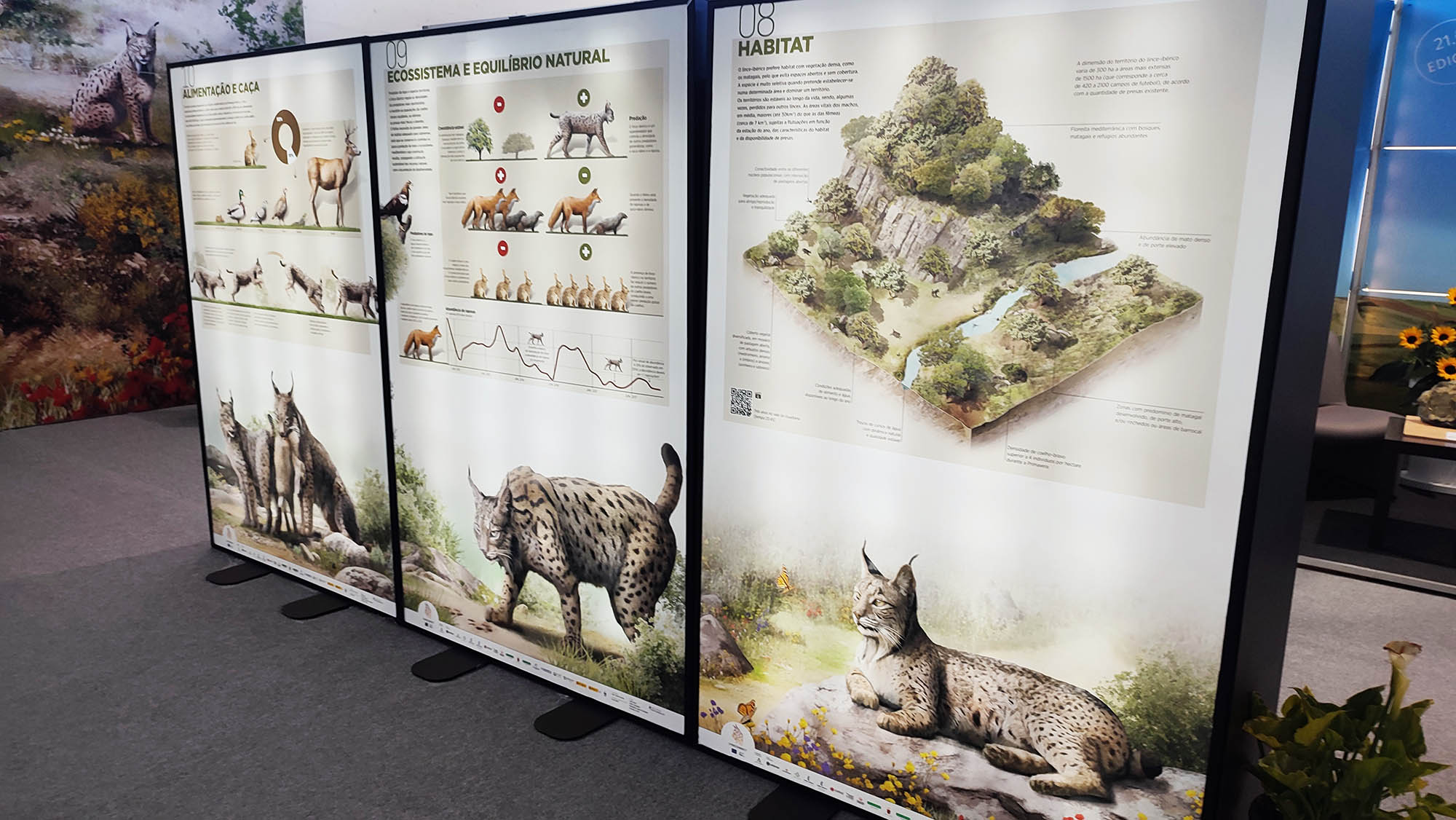 Sul Informação - Linces do sul de Portugal mostram-se em Sevilha